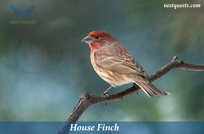 Red-headed Birds in Texas