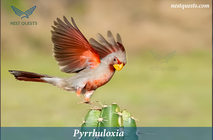 Red-headed Birds in Texas