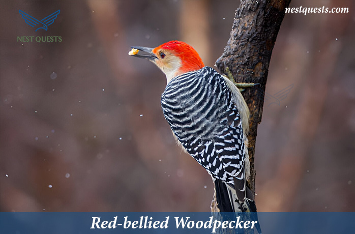 Red-headed Birds in Texas