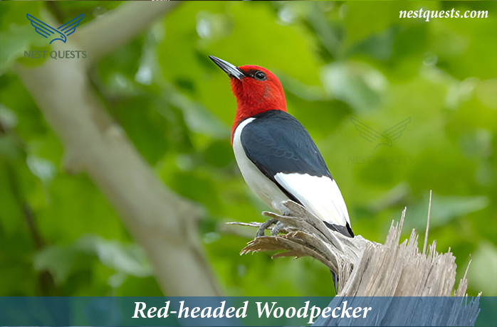 Red-headed Birds in Texas
