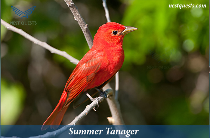 Red-headed Birds in Texas