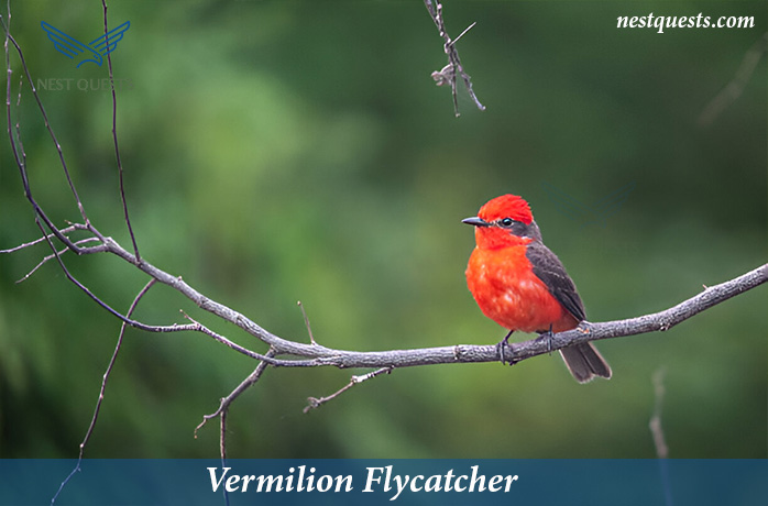 Red-headed Birds in Texas