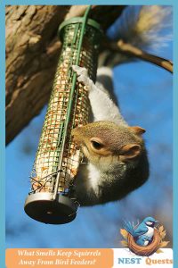 What Smells Keep Squirrels Away From Bird Feeders