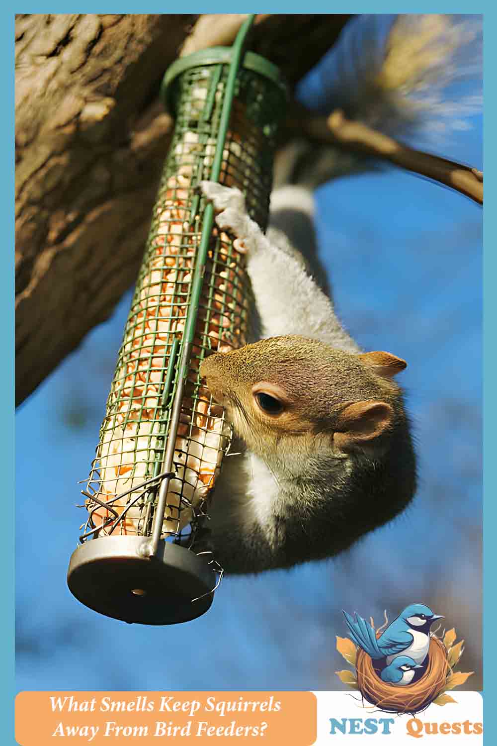 What Smells Keep Squirrels Away From Bird Feeders Ultimate Guide