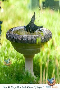 How To Keep Bird Bath Clean Of Algae