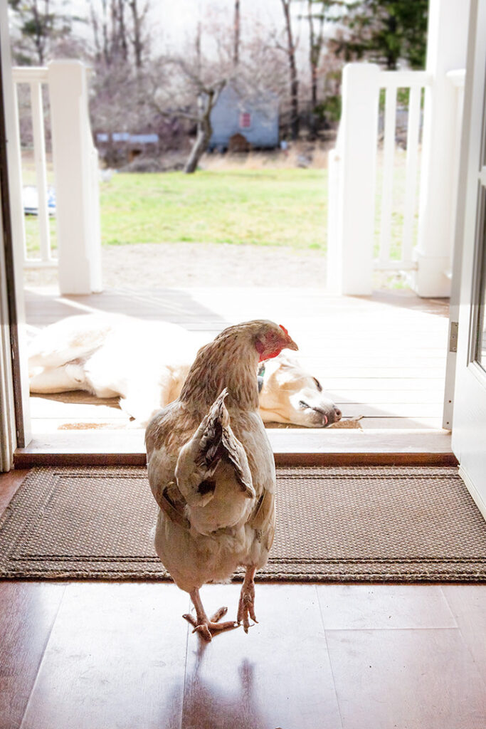 Can You Keep a Chicken Indoors