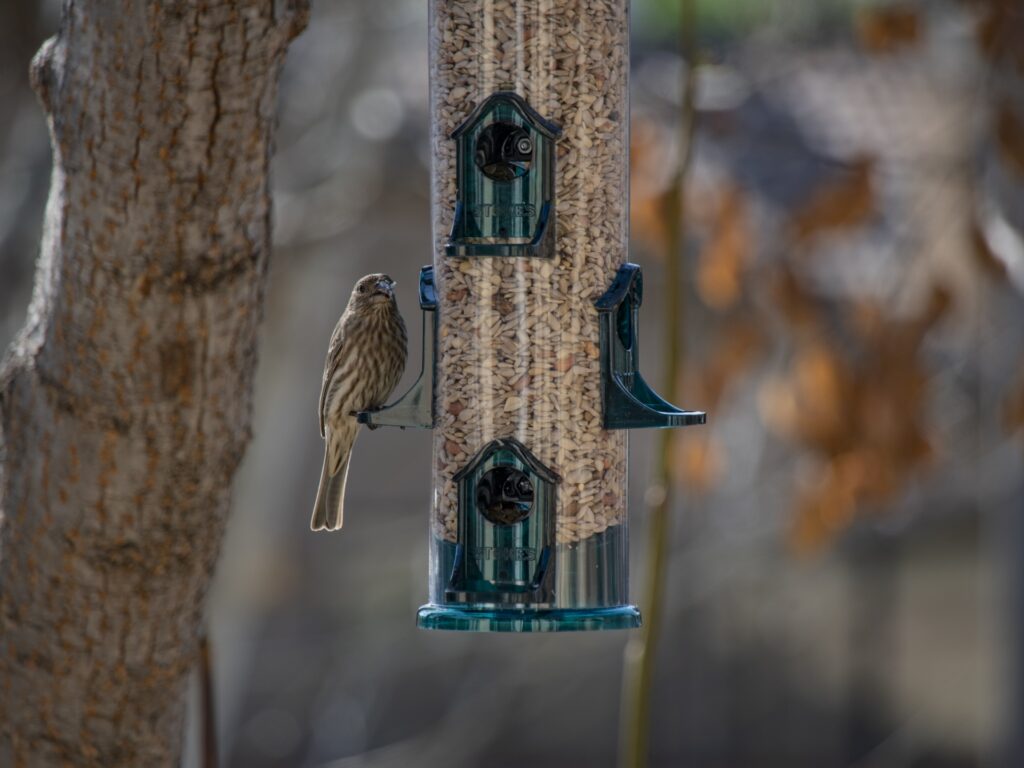 Do Bird Seeds Attract Rats