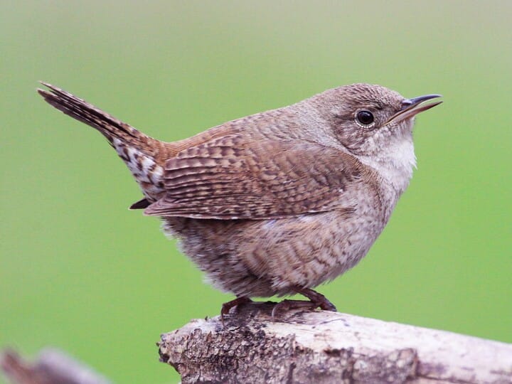 House Wren Vs Winter Wren