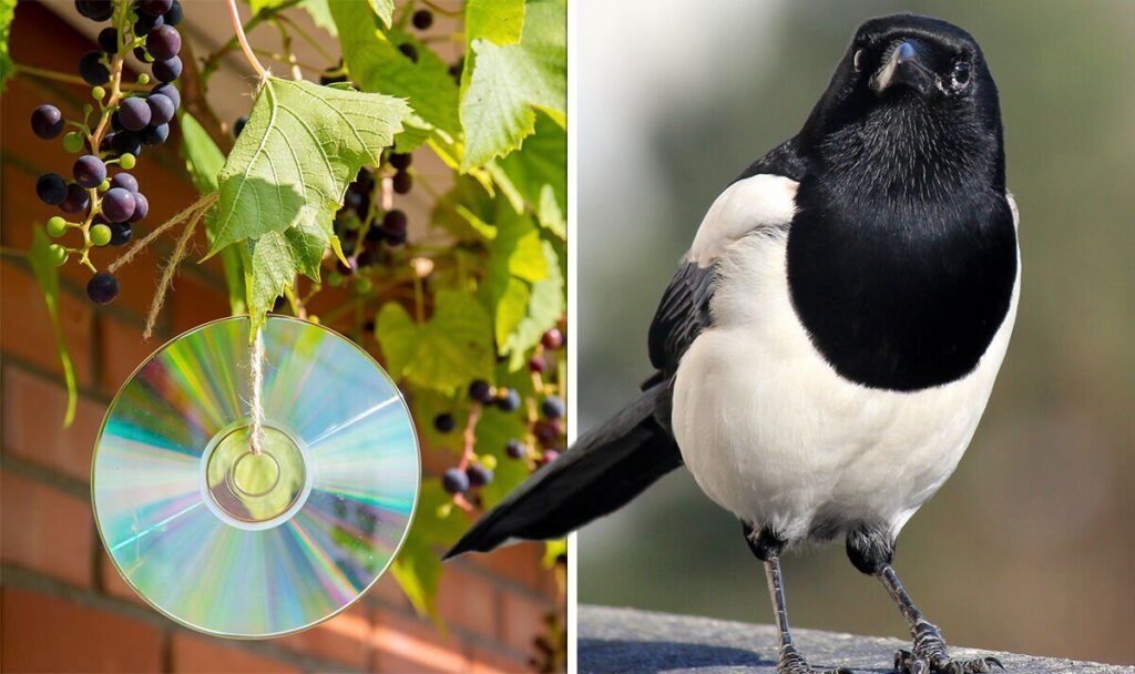 How Can You Get Rid of Magpies