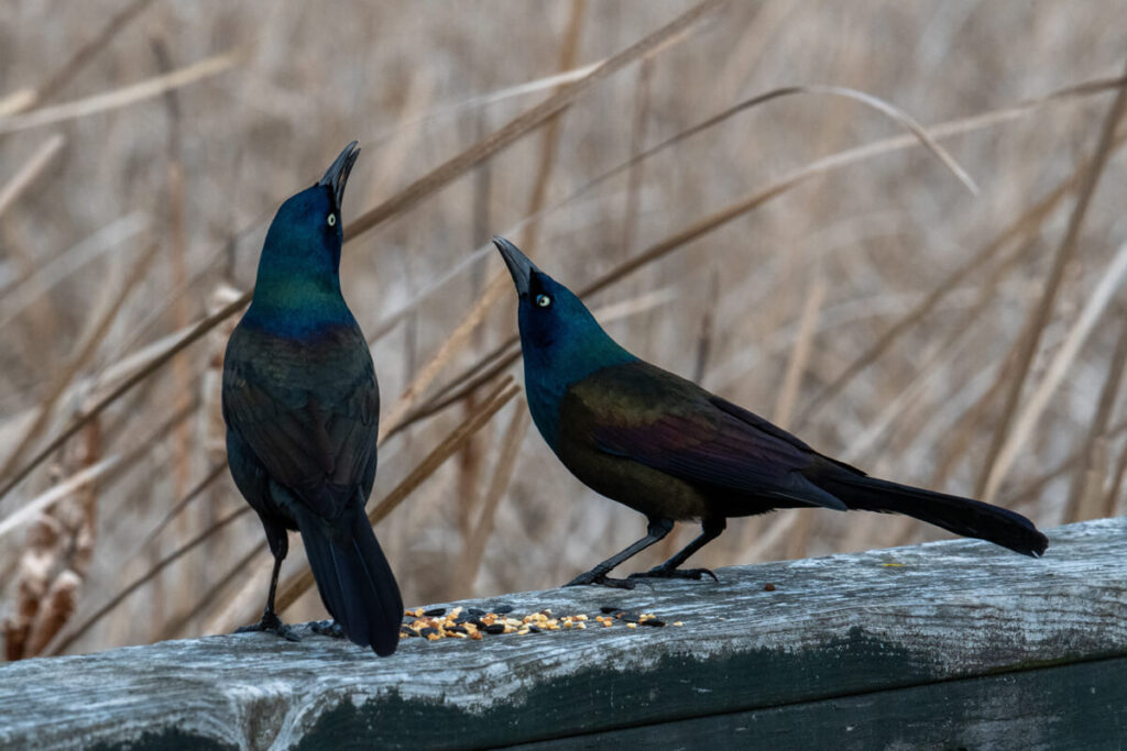 How Do I Get Rid of Grackles