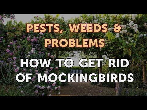 How Do I Get Rid of Mockingbirds