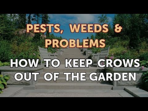 How Do I Keep Crows Out of My Garden