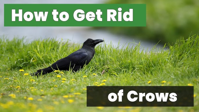 How Do You Get Rid of Crows in Your Yard