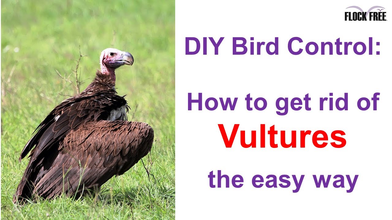 How Do You Get Rid Of Vultures