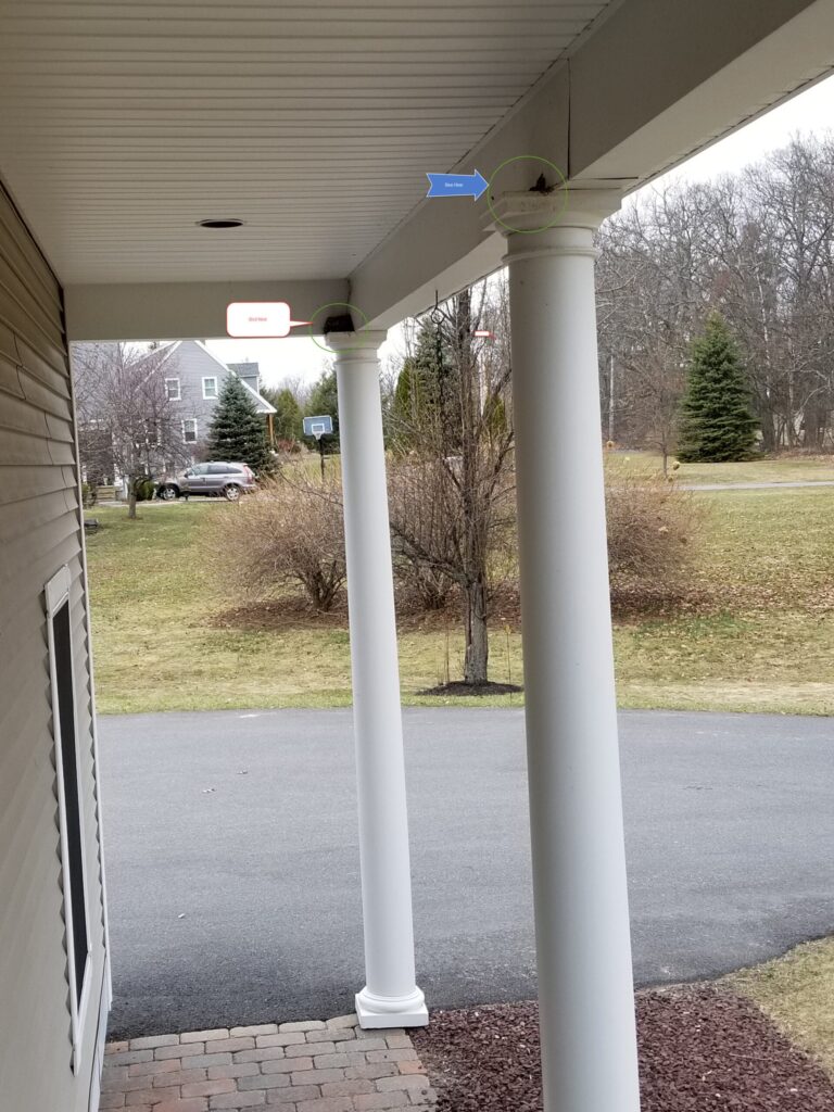 How Do You Keep a Bird from Building a Nest