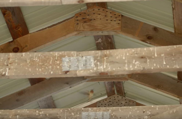 How Do You Keep Birds Out of a Barn