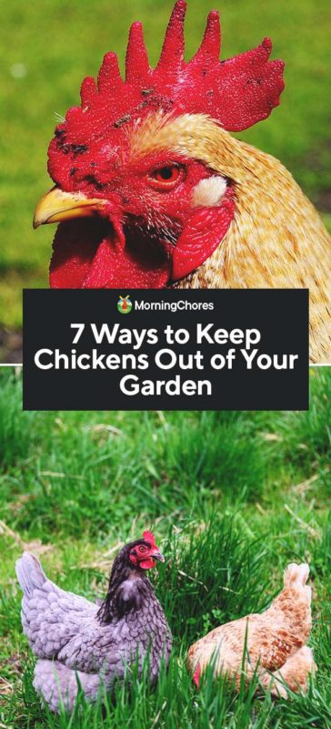 How Do You Keep Chickens Out of Your Yard