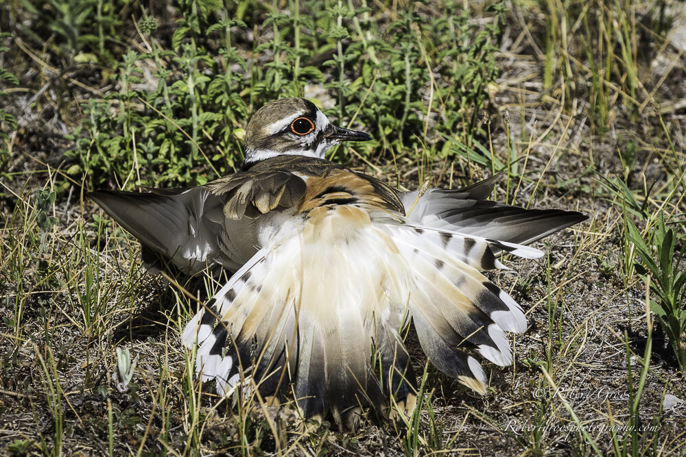 How Long Do Killdeer Eggs Take to Hatch