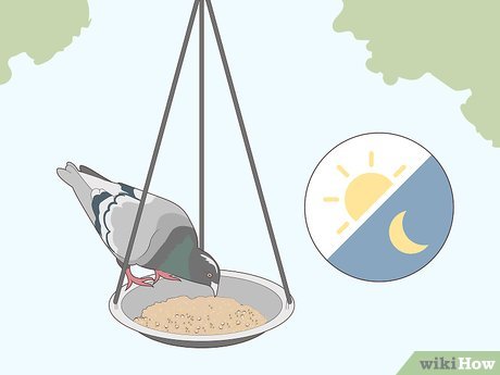 How to Attract a Pigeon