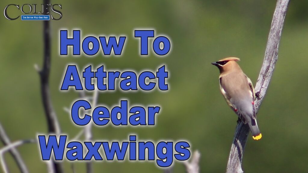 How to Attract Cedar Waxwings