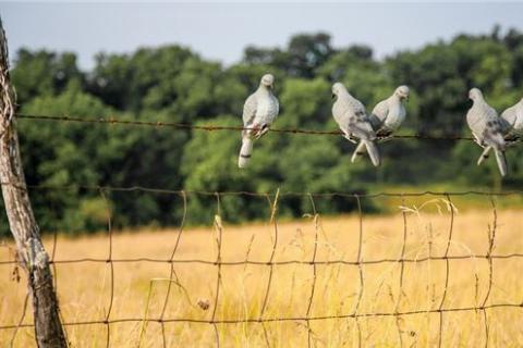 How to Attract Doves Without Planting