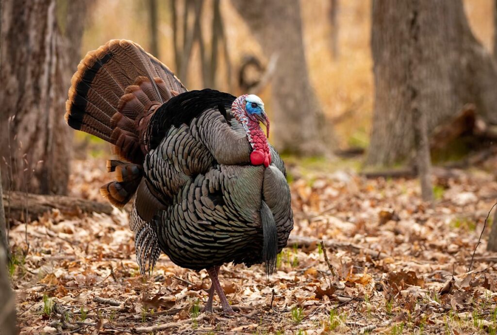 How to Attract Wild Turkeys