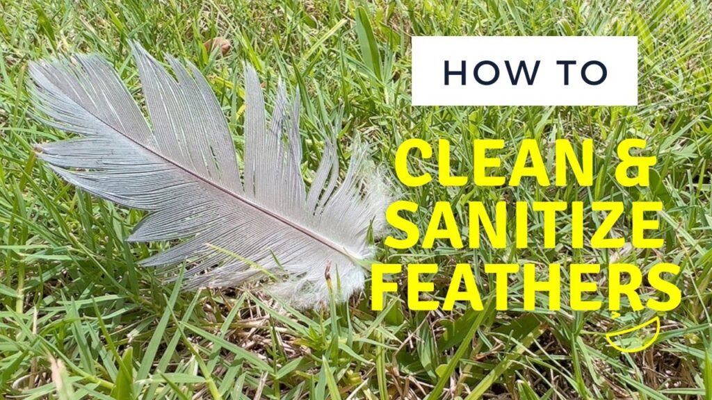 How to Clean a Bird Feather