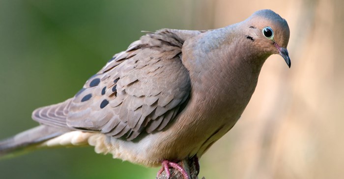 How to Feed a Mourning Dove
