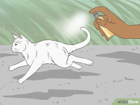 How to Get Rid of Cats under Your House