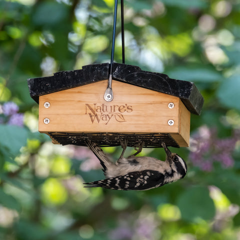 How to Get Rid of Grackles at Bird Feeder