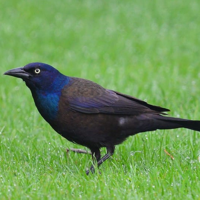 How to Get Rid of Grackles in Your Yard