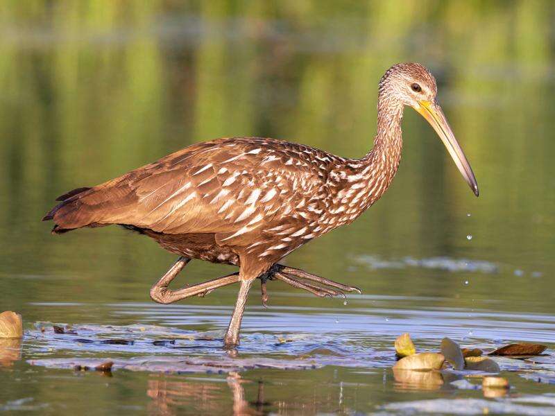 How to Get Rid of Limpkin Birds
