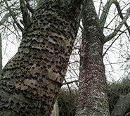 How to Get Rid of Sapsuckers