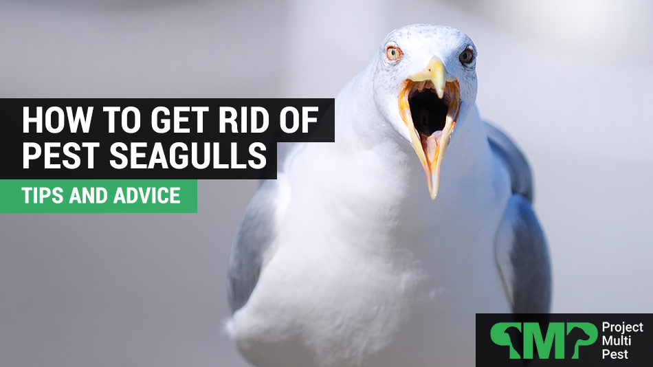 How to Get Rid of Seagulls