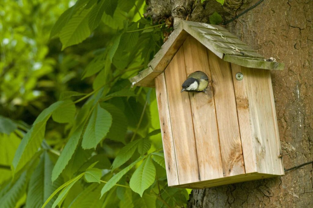 How to Hang a Birdhouse from a Tree