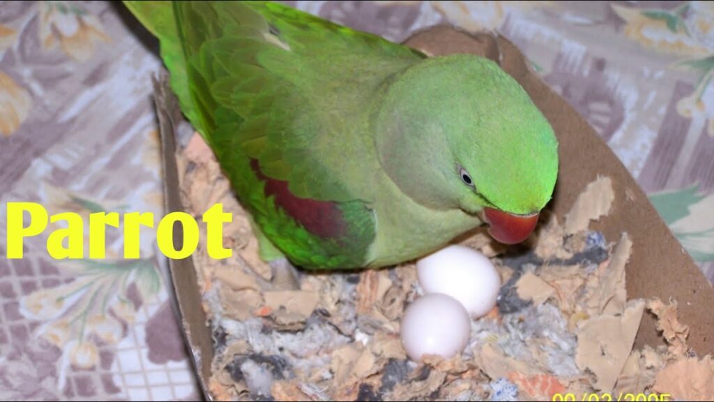 How to Hatch Parrot Eggs at Home