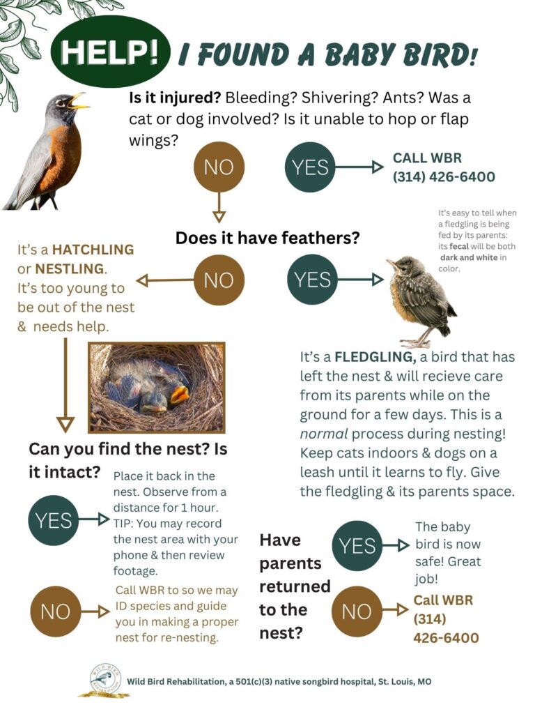 How to Help a Bird With Broken Wing