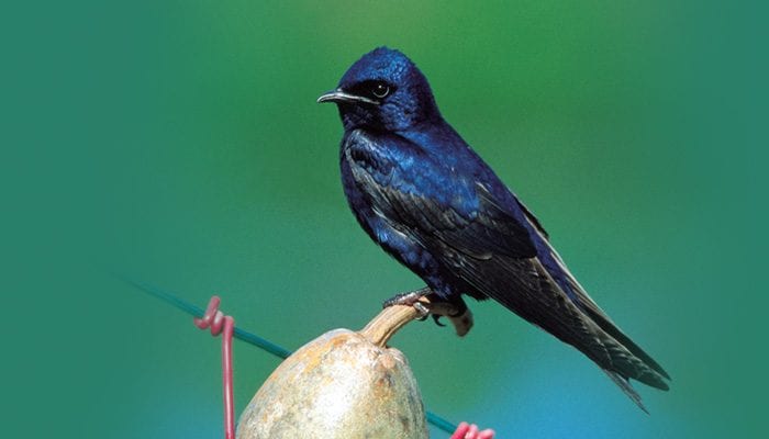 What Do Purple Martin Birds Look Like