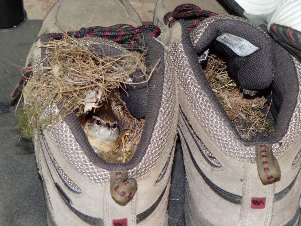 What Does a Wrens Nest Look Like