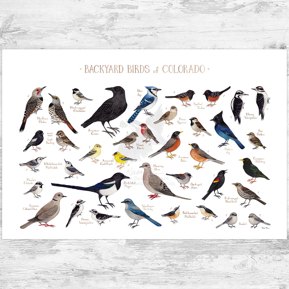 Birds of Colorado Field Guide