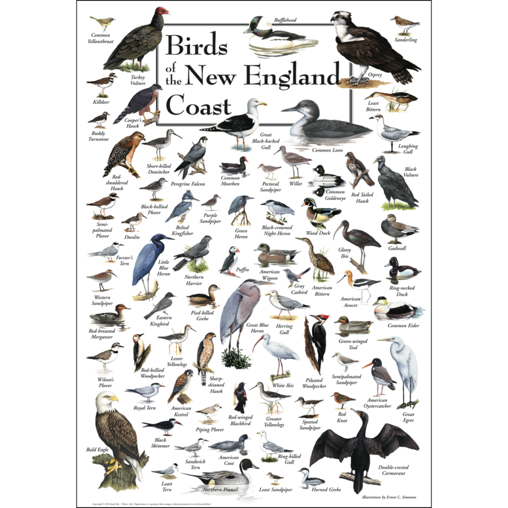 Birds of New England Poster
