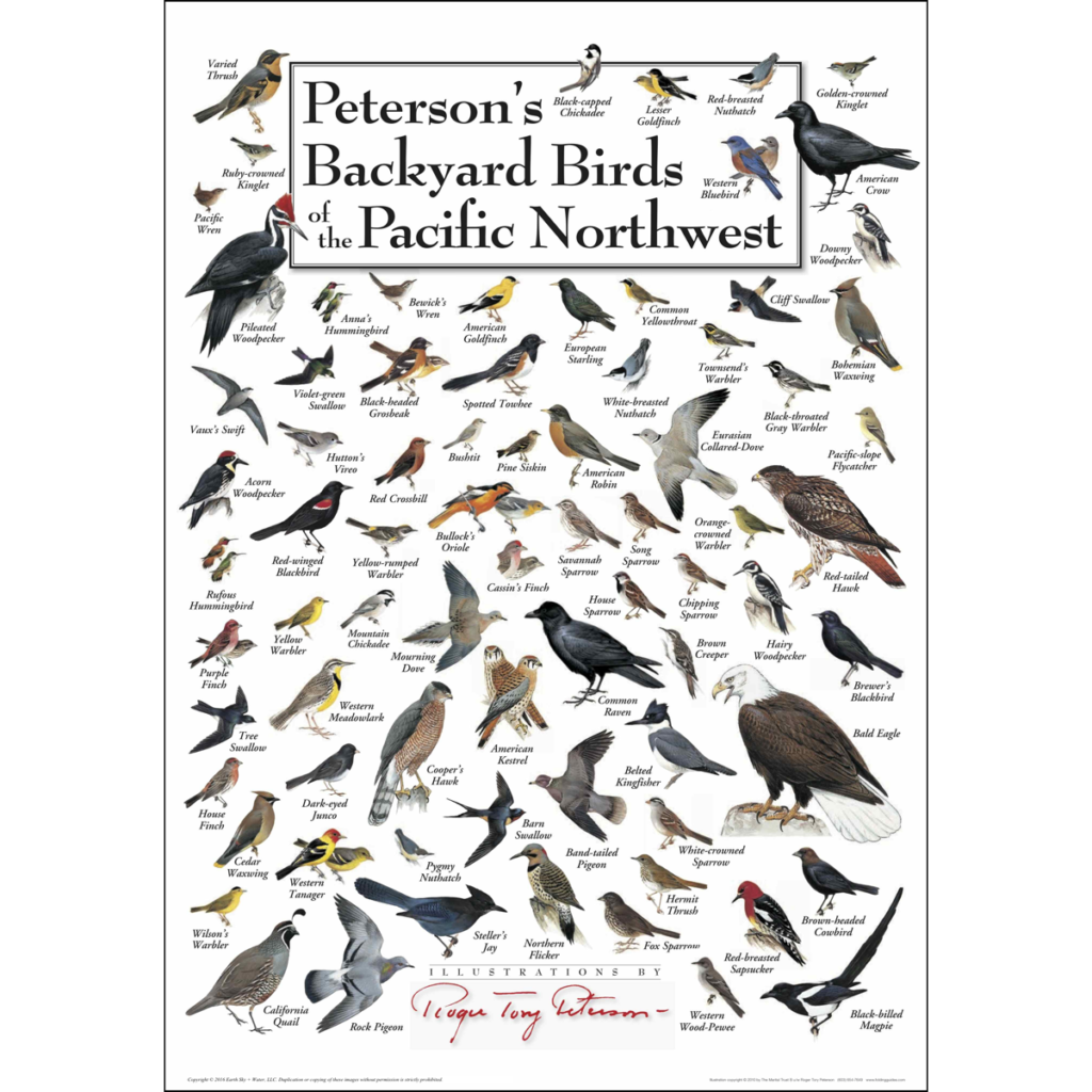 How to Identify Pnw Birds