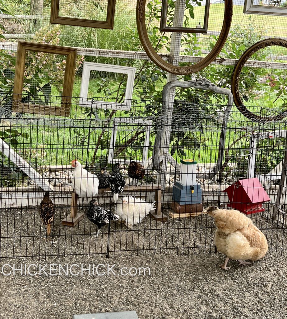 How to Introduce Chickens to a Flock