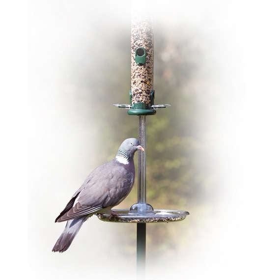How to Keep Pigeons Away from Bird Feeders