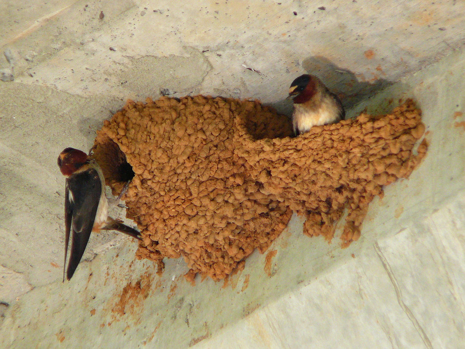 How to Keep Swallows from Building Nests
