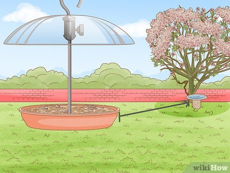 How to Prevent Algae in Bird Bath