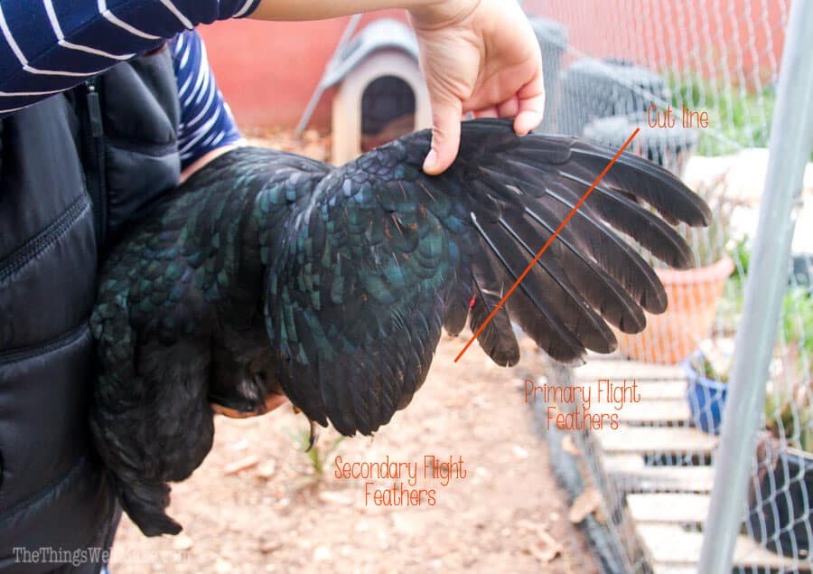 How to Prevent Chickens from Flying