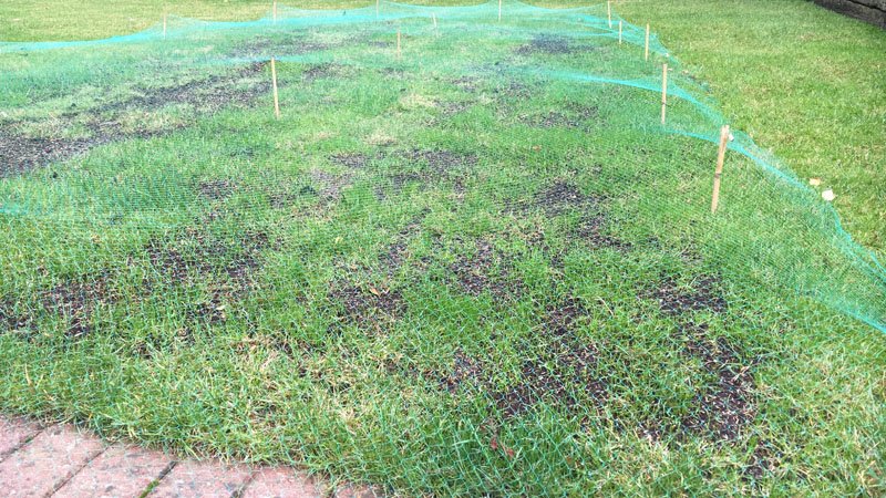 How to Protect Grass Seed from Birds