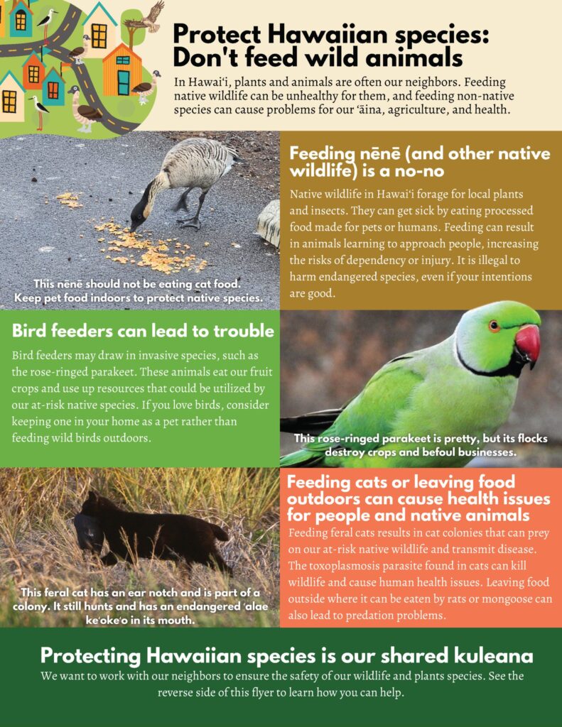 Is It Good to Keep a Wild Bird Indoors