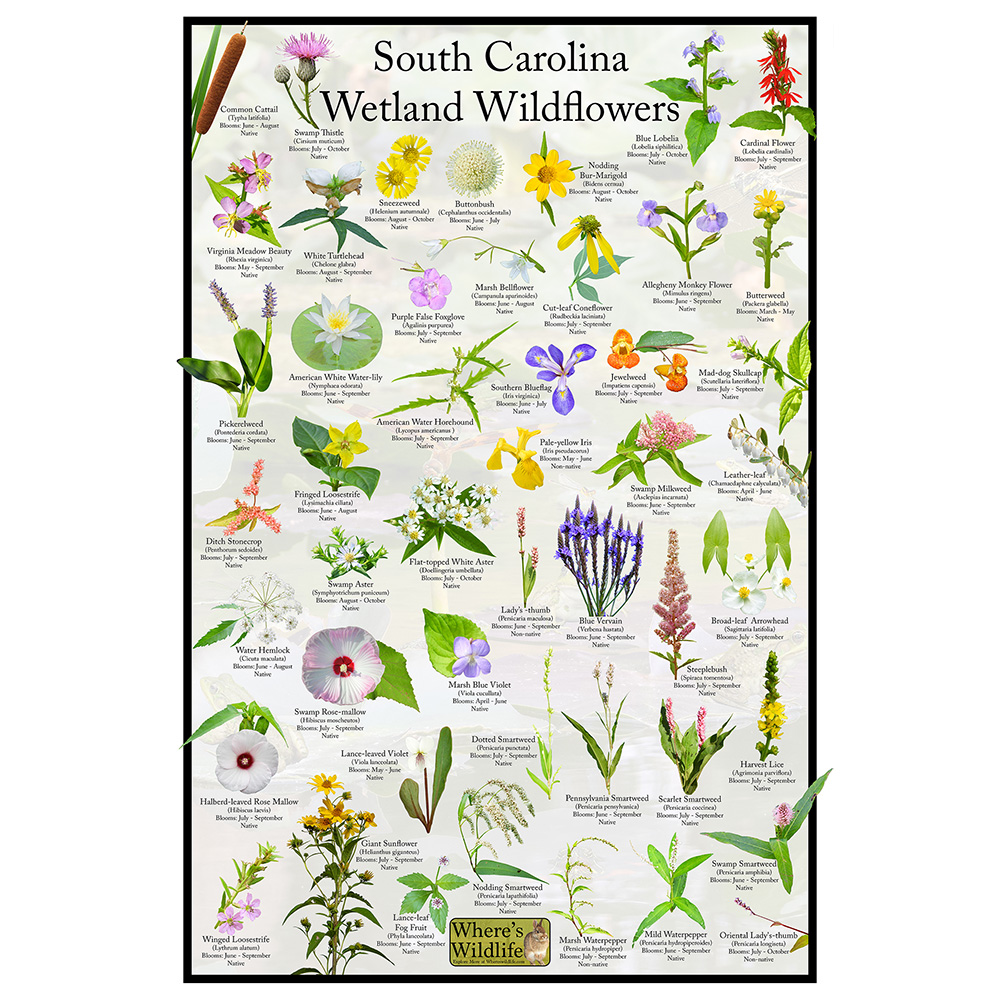 South Carolina Plant Identification Guide